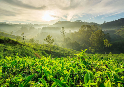 Exploring the Fascinating History of Coffee Cultivation