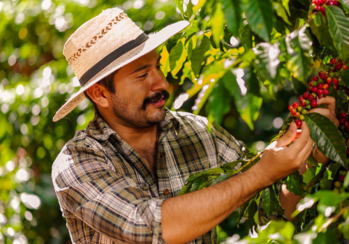 Exploring Fair Trade and Organic Coffee Options